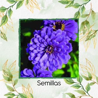  Semillas Orgánicas De Flor Rosa Mística Azul Lavanda | Linio Colombia  - GE063HL0PC2JYLCO