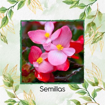  Semillas Orgánicas De Flor Begonia | Linio Colombia - GE063HL05GUH4LCO