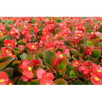 Semillas Begonia Flor Florero Jardin Casa Hogar Planta Mata | Linio  Colombia - GE063HL0F3CLRLCO