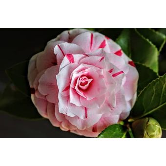 1 Camelia de 40cm de alto+1 Frambuesa Enana 35cm alto | Linio Perú -  GE582HL0BQG4LLPE