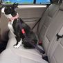 Cinturón de Seguridad Resorte para Auto - AM Mascotas