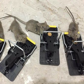 Trampa reutilizable de alta calidad para ratones trampa para ratone 