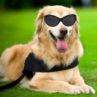 Gafas Para Perros Mascotas Pequeñas Razas Negro Marco Gris Len 