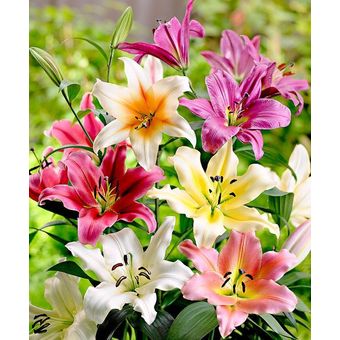6 Bulbos de Lilium Perfumado Colores Mix+ 6kg Tierra+1 Maceta c/Plato |  Linio Perú - GE582HL05HE9XLPE