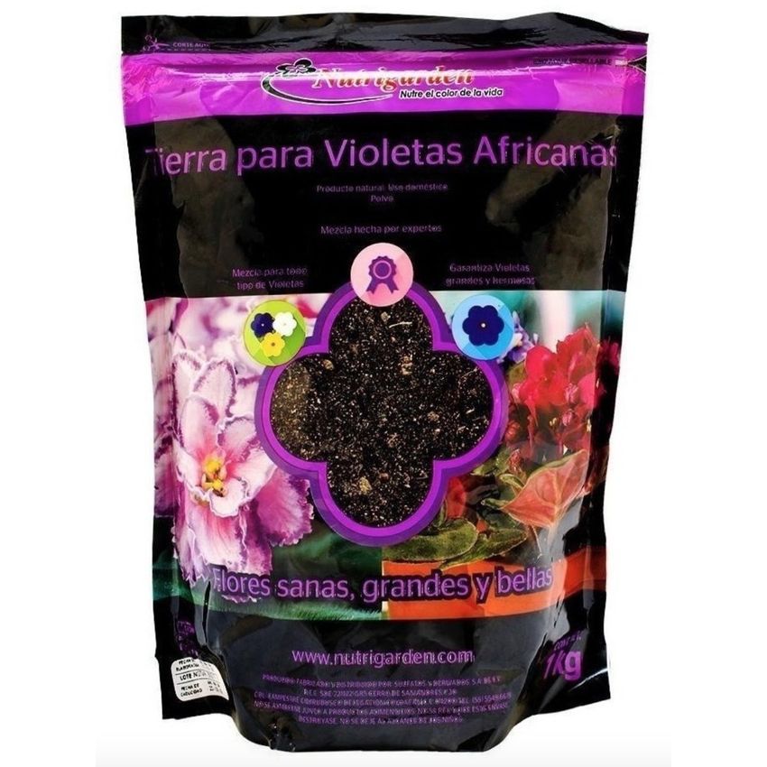 Violetas Africanas Mejor Precio Febrero 2023|BigGo México