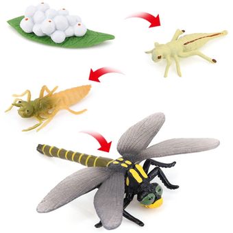 Educación temprana Niños Niños pequeños Animales Insectos Ciclo de 