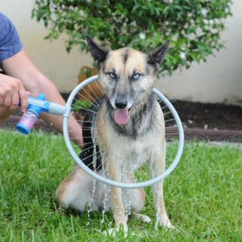 hay arena para perros