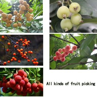 1 Uds de plástico frutas herramienta de selección para jardín y verd 