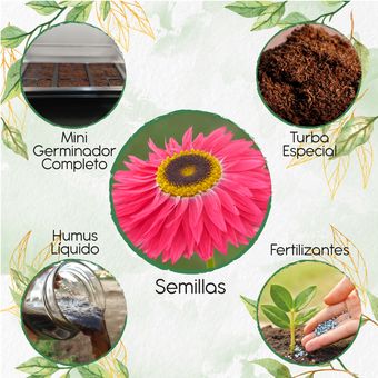 200-Semillas-Orgánicas-De-Flor-Acrolinio-Inmortal-+-Kit-De-Germinación-Especial  | Linio Colombia - GE063HL0ZXJNMLCO