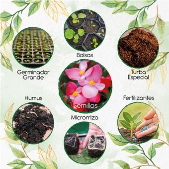  Semillas Orgánicas De Flor Begonia + Kit De Producción | Linio  Colombia - GE063HL0Q1ECYLCO