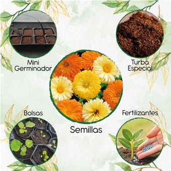 Generico - 70 Semillas Orgánicas De Flor Mercadela + Kit De | Knasta  Colombia