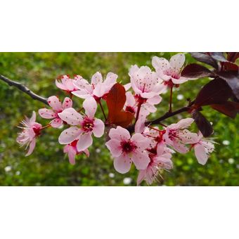 1 Sakura Cerezo Japones Enano 1 mt de alto + 1 Estragon 20 cm de alto |  Linio Perú - GE582HL0NITWLLPE