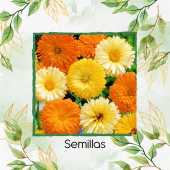 140 Semillas Orgánicas De Flor Mercadela | Linio Colombia - GR535HL0OAZTNLCO