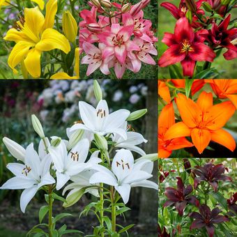 6 Bulbos de Lilium Perfumado Colores Mix +1kg de Vitaminas G | Knasta Perú