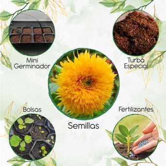 20 Semillas Orgánicas De Flor Mirasol Enano + Kit De Germinación | Linio  Colombia - GR535HL0PG357LCO