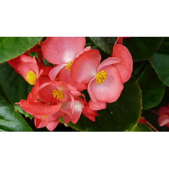 4.000 Semillas Orgánicas De Flor Begonia | Linio Colombia - GE063HL05GUH4LCO