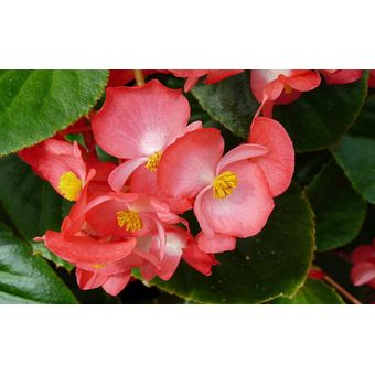 Semillas Begonia Flor Florero Jardin Casa Hogar Planta Mata | Linio  Colombia - GE063HL0F3CLRLCO