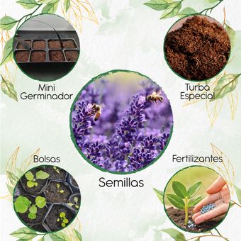 100 Semillas Orgánicas De Flor Alhucema + Kit De Germinación | Linio  Colombia - GR535HL0JIF3LLCO