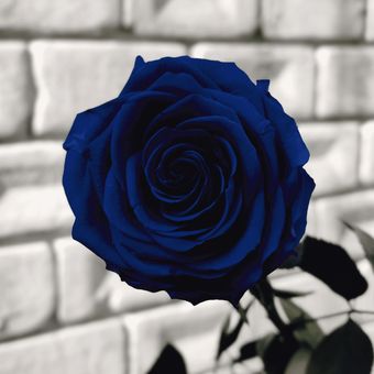 Rosa Encantada - flor preservada inmortal en vidrio regalos únicos - Rosa  Azul | Linio Colombia - GE063HL1459NTLCO