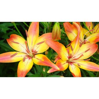 6 Bulbos de Lilium Perfumado Colores Mix + 6kg Abono | Linio Perú -  GE582HL0HE2DHLPE