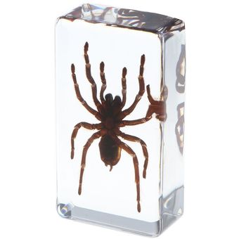 Insecto Real espécimen de araña en papel transparente-araña negra 7,5x4x2 HON 