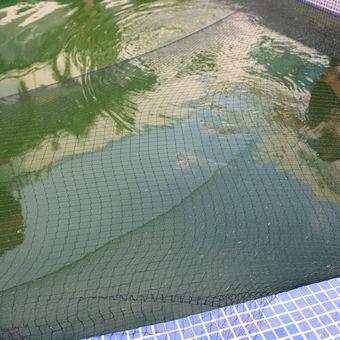 Red de protección anti-aves y animales a prueba de tejido neto del material del PE Pond neto 