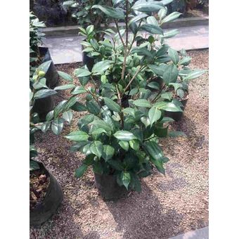 1 Camelia de 40cm de alto+1 Maceta c/Plato+6kg Tierra | Linio Perú -  GE582HL19O5LXLPE