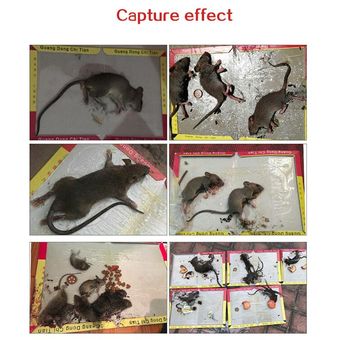 Control de Plagas Trampa Pegamento para Ratas Roedores Ratones Serpientes Bichos 