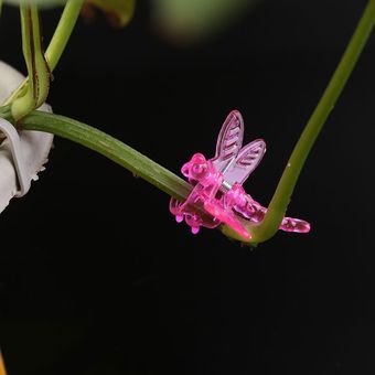 30 Uds Clips de orquídeas libélula soporte de orquídeas para cultivo 