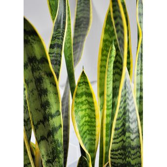 1 Sansevieria Amarilla(Lengua de Suegra)40cm alto+1 Magnolia | Knasta Perú