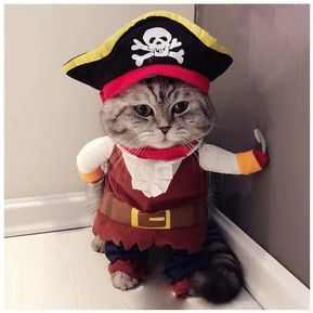 Disfraz para gato - Pirata