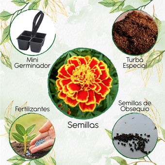 Mini Kit De Germinación 80 Semillas Orgánicas De Flor Patula Rusty 