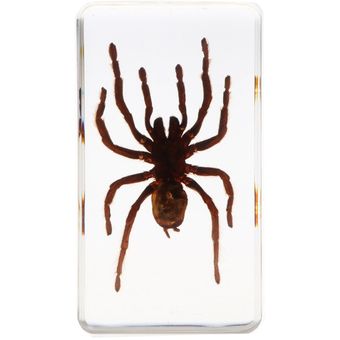 Insecto Real espécimen de araña en papel transparente-araña negra 7,5x4x2 HON 